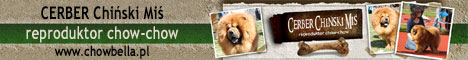 CERBER Chiński Miś - reproduktor chow-chow